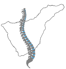 Tenerife Chiropractic Logo